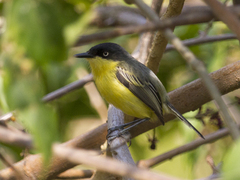 Todirostrum cinereum
