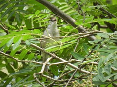Sylvia atricapilla atricapilla