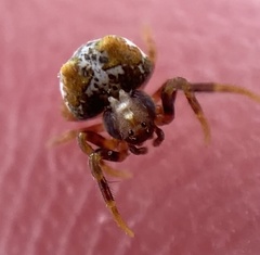 Mastophora