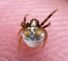 Mastophora