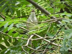 Sylvia atricapilla atricapilla