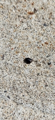 Geotomini