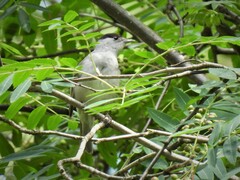 Sylvia atricapilla atricapilla