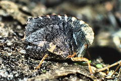 Holoarcus ferwillemsei