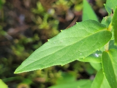 Pilosella piloselloides
