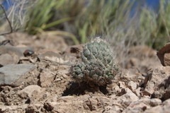 Coryphantha durangensis