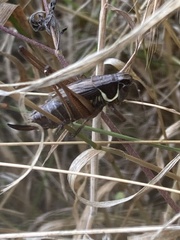 Roeseliana roeselii