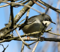 Apalis thoracica claudei