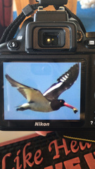 Haematopus palliatus