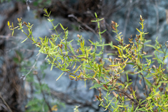 Dracocephalum peregrinum