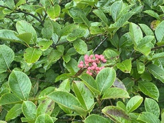 Viburnum cassinoides image