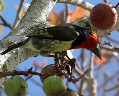 Lybius torquatus torquatus