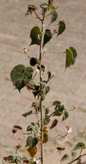 Abutilon