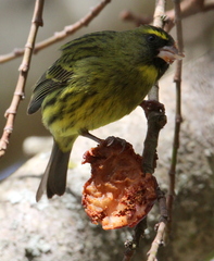 Crithagra scotops umbrosa