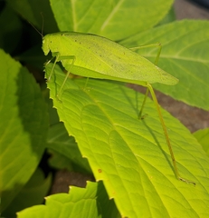 Amblycorypha oblongifolia