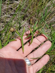 Ipomoea sagittata