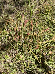 Sarracenia jonesii
