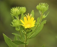 Grindelia lanceolata