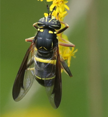 Spilomyia sayi