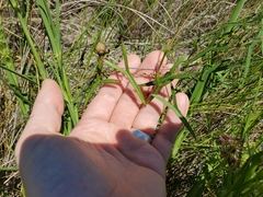 Ipomoea sagittata