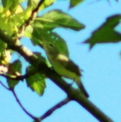 Vireo gilvus