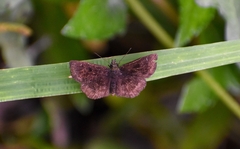 Pyrginae