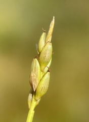 Carex leptalea