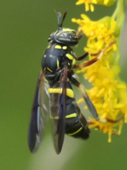 Spilomyia sayi