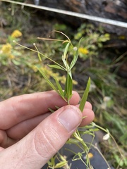 Galium bifolium
