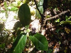 Daphnopsis malacophylla