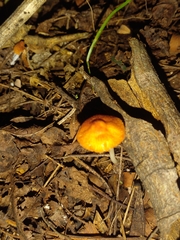 Marasmius vagus