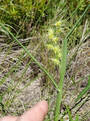 Cenchrus longispinus