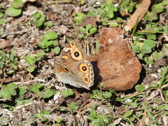 Junonia villida