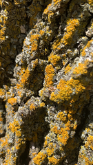 Xanthomendoza