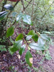 Symplocos breedlovei