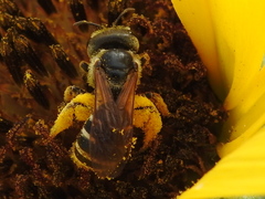 Halictus ligatus