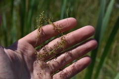 Utricularia minor