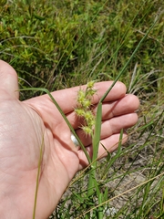 Cenchrus longispinus
