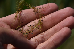 Utricularia minor