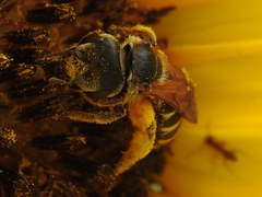 Halictus ligatus
