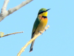 Merops pusillus argutus