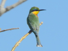 Merops pusillus argutus