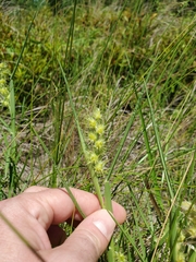 Cenchrus longispinus