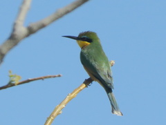 Merops pusillus argutus
