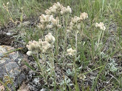 Antennaria parvifolia