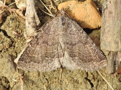 Matigramma pulverilinea