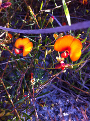 Euchilopsis linearis