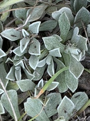 Antennaria parvifolia