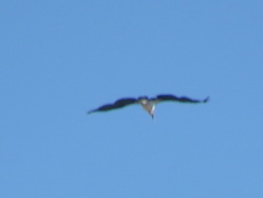 Leptoptilos crumenifer