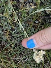 Antennaria parvifolia